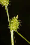 Sulphur sedge